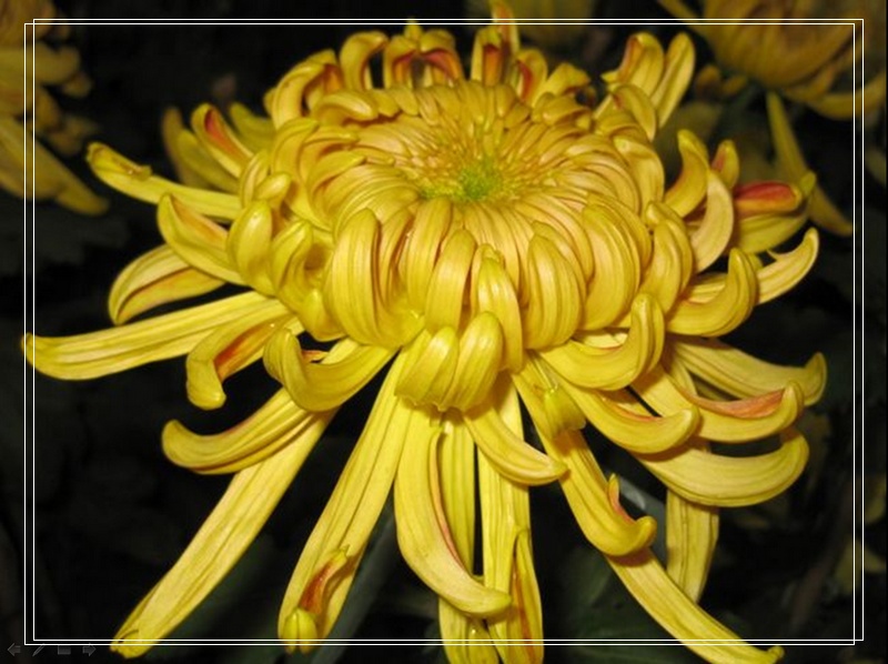 nEO_IMG_菊花9.jpg