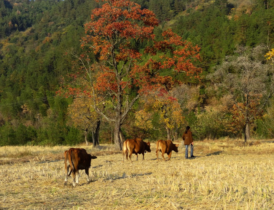DSC08337_副本_副本.jpg