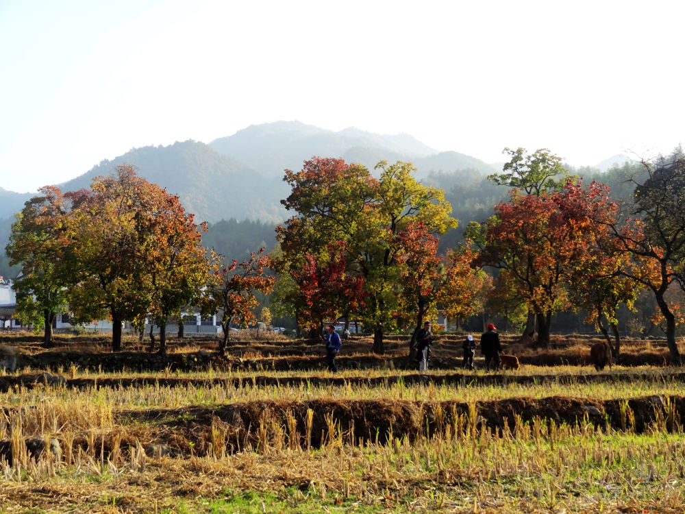 DSC08305_副本_副本 - 副本.jpg