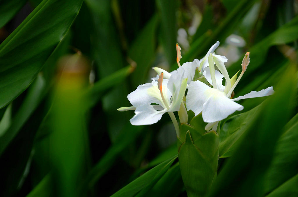 DSC_0625_副本.JPG