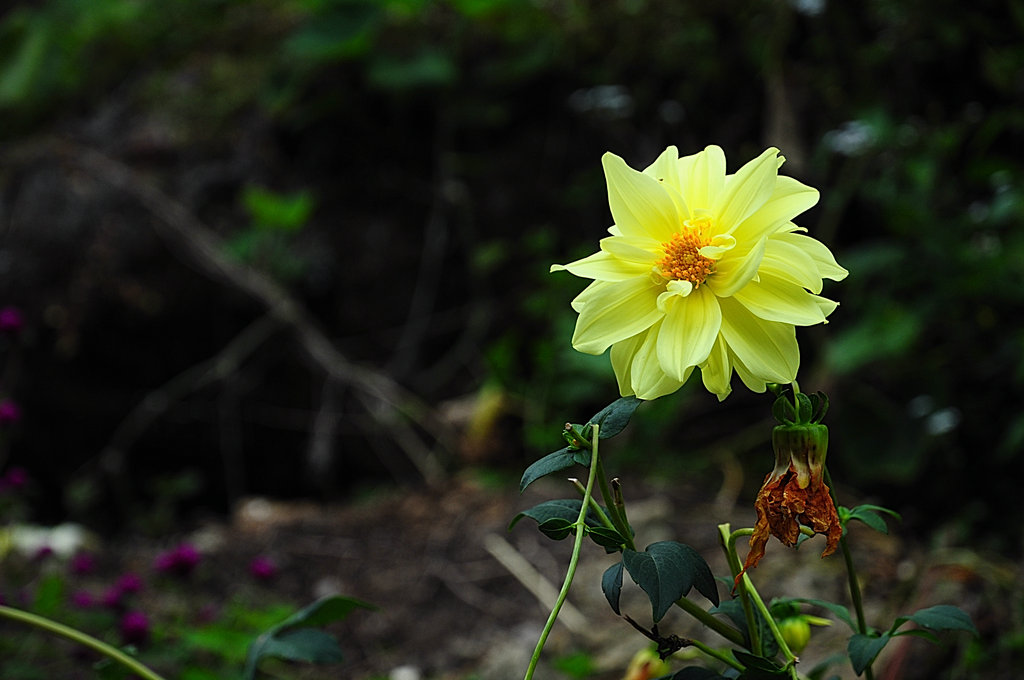 DSC_0646_副本.JPG