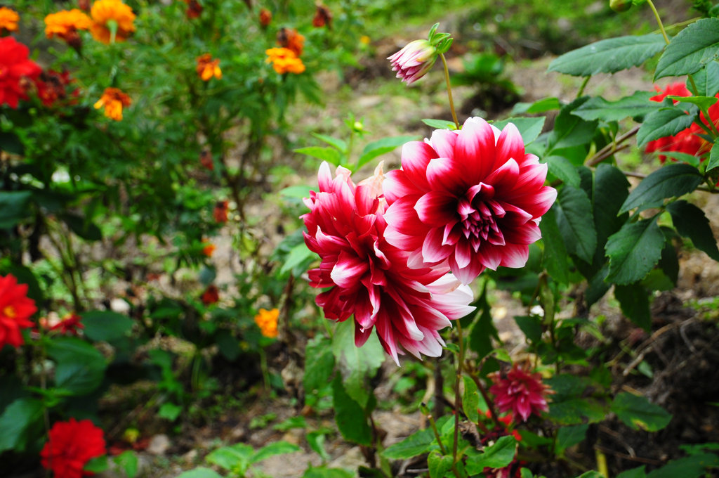 DSC_0636_副本.JPG
