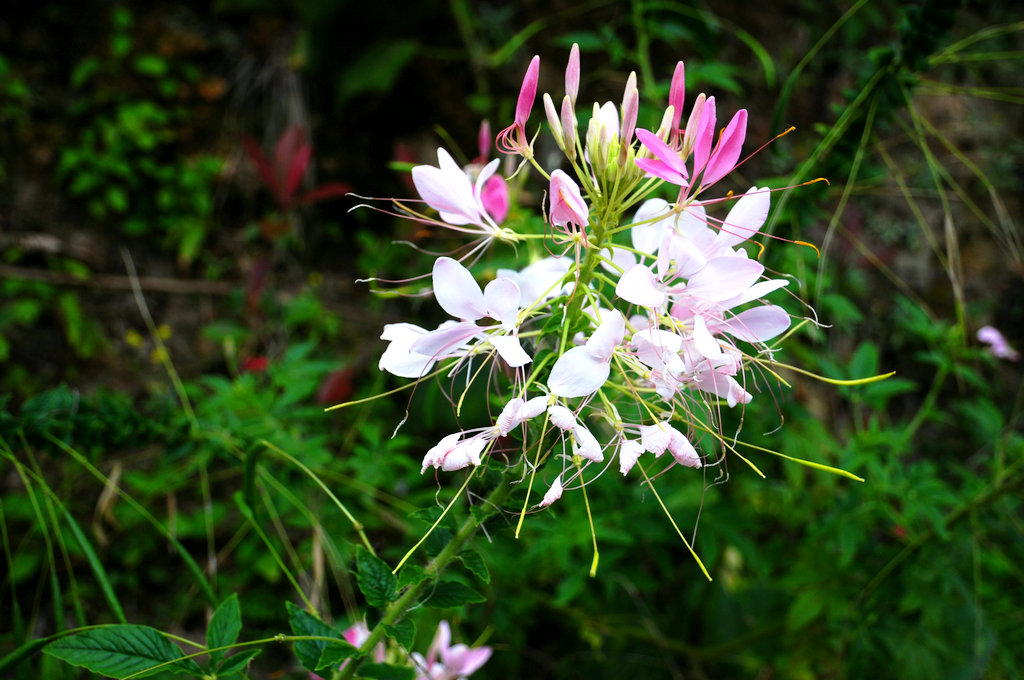 DSC_0639_副本.JPG