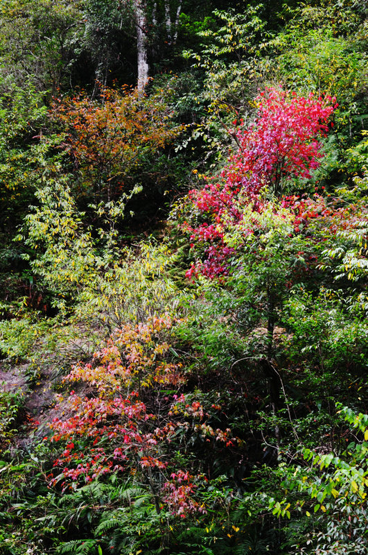 DSC_0710_副本.JPG