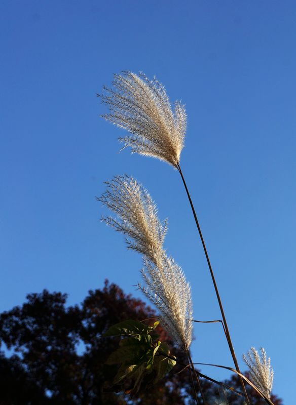DSC05743.JPG