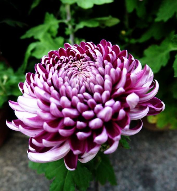 P1410869c.jpg