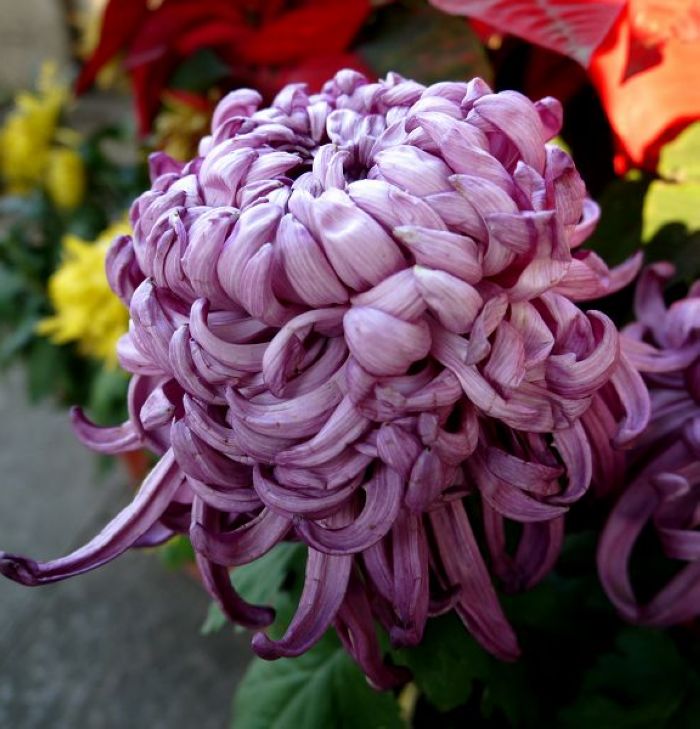 P1410914b.jpg