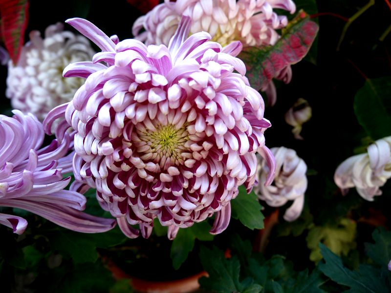 P1410920a.jpg