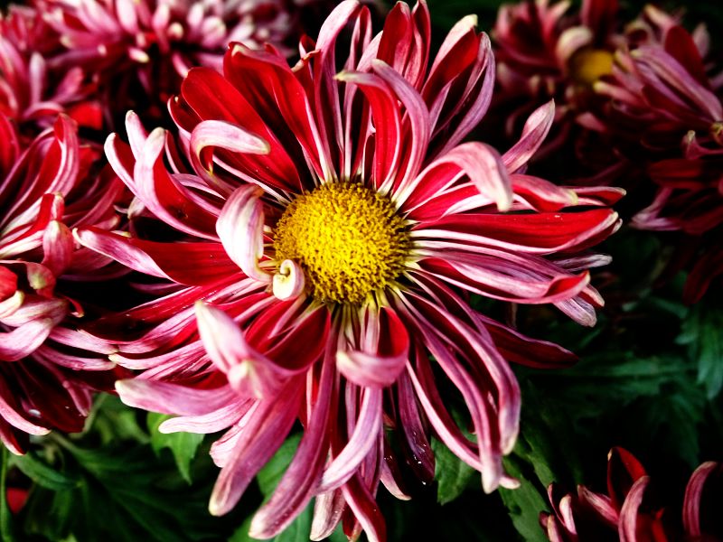 P1410991a.jpg