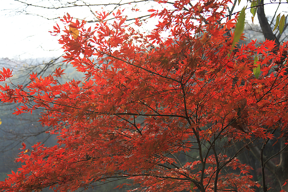 11.23南山 401.jpg
