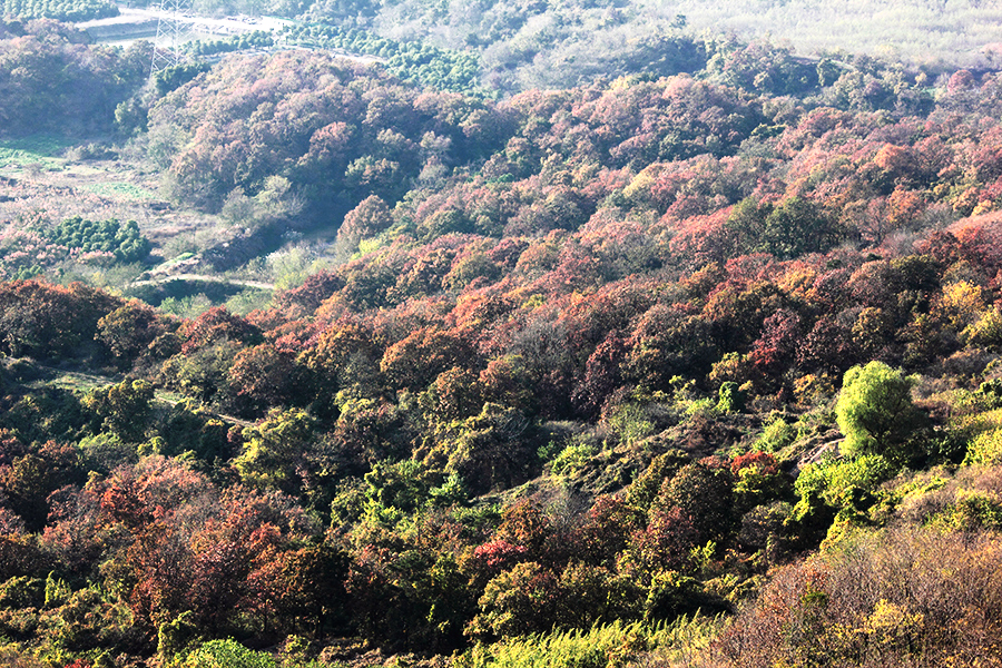_MG_9096.JPG