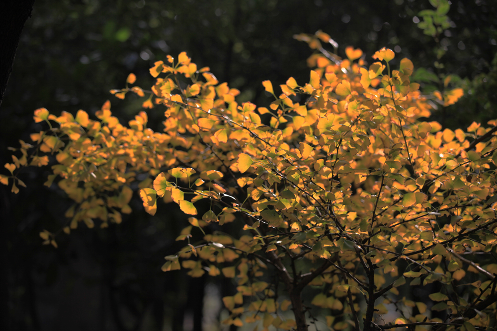 11.25白龙寺 030.jpg