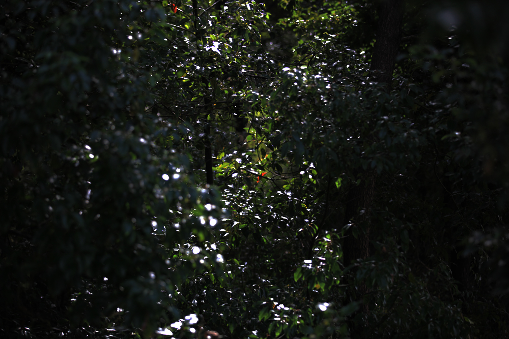 11.25白龙寺 037.jpg