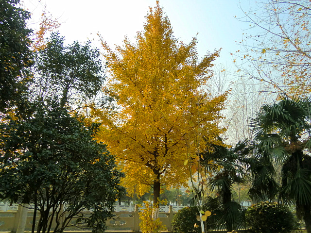 CIMG8037.JPG