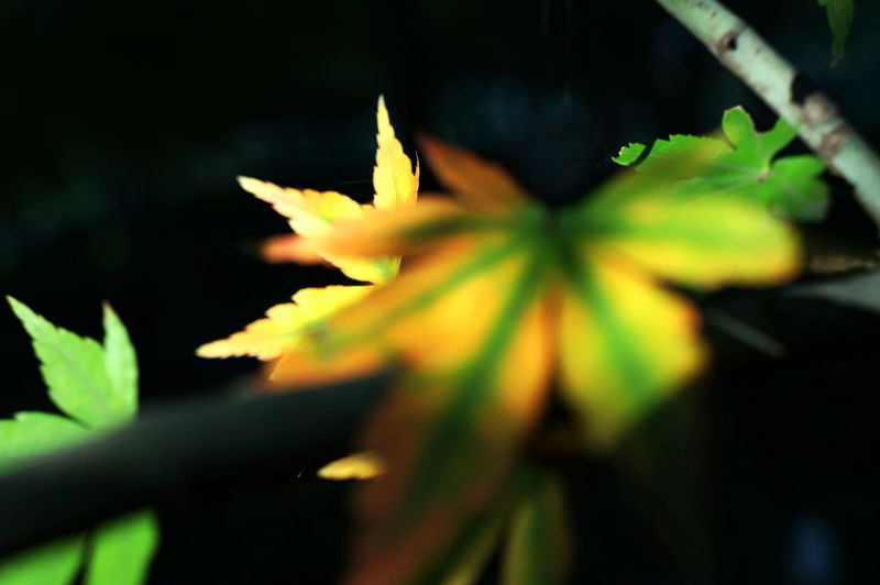 DSC06726.JPG