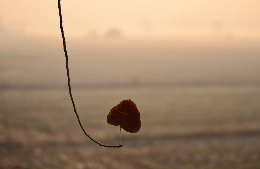 DSC_3022.jpg