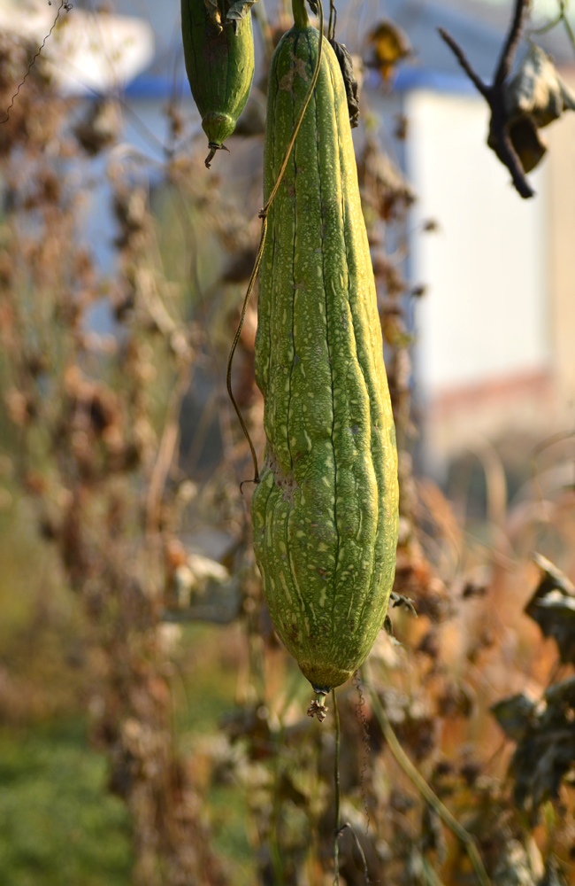 DSC_3038.jpg