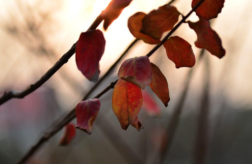 DSC_3046.jpg