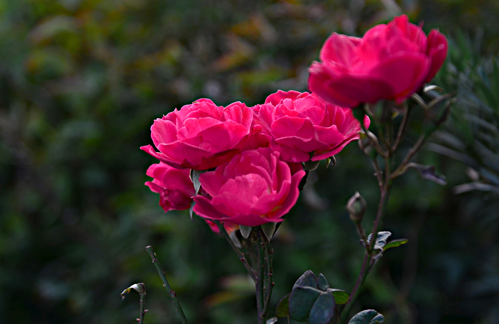 DSC_3051.jpg