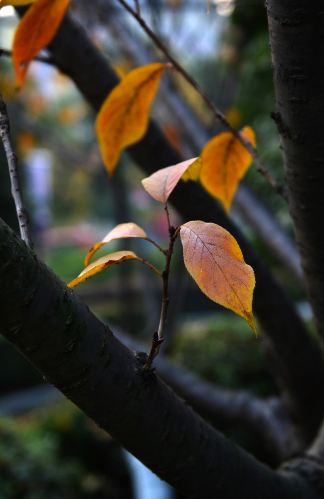 DSC_3058.jpg