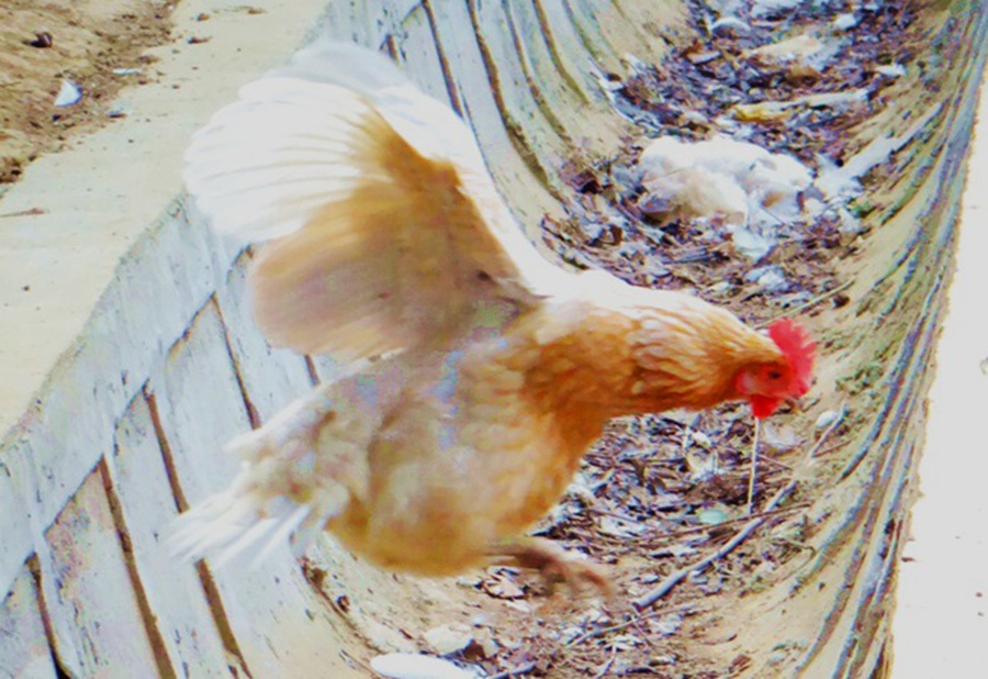 DSC00946_副本_副本_副本.jpg