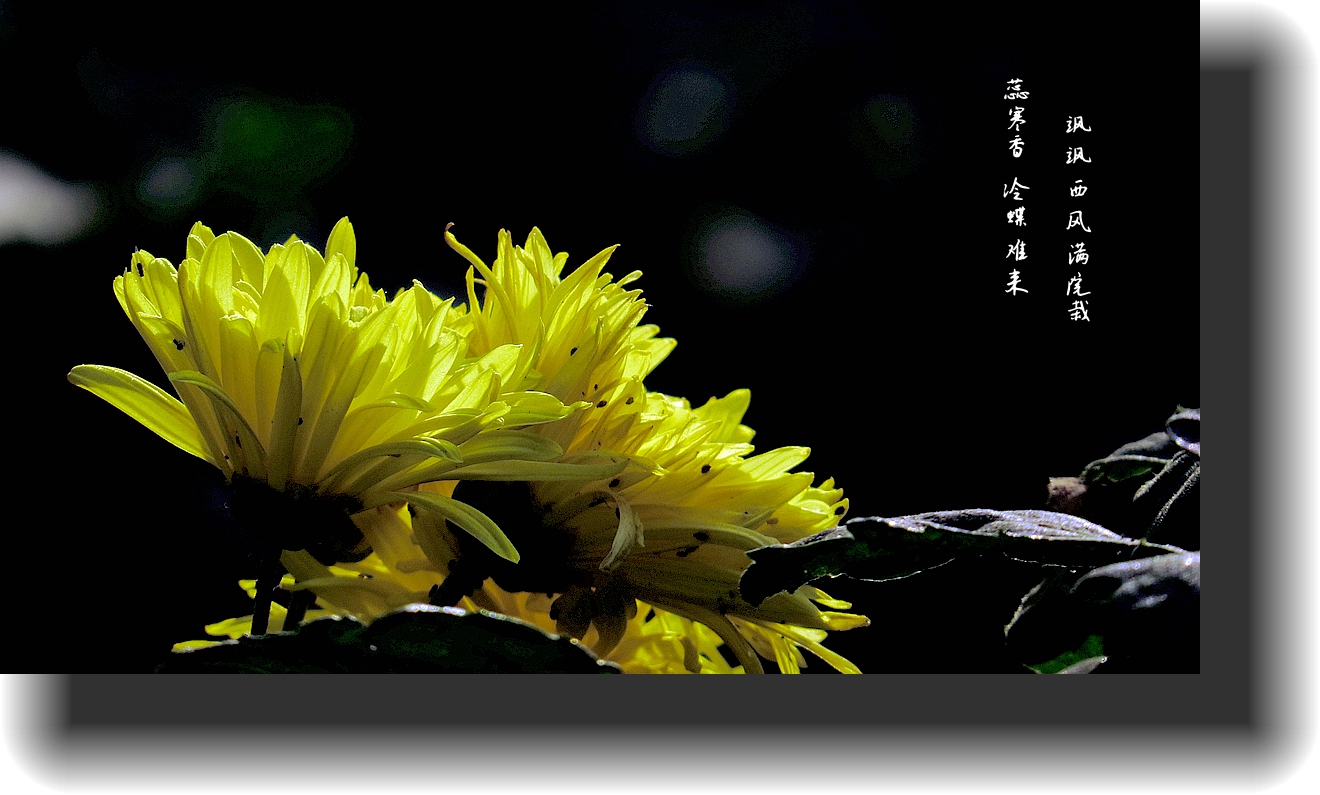 IMG_0017_副本1_副本_副本.jpg