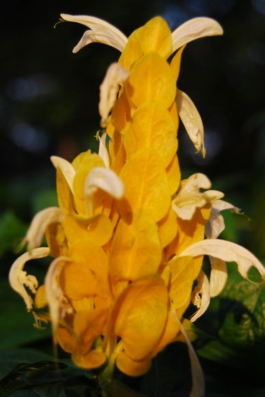 玉米花1.jpg