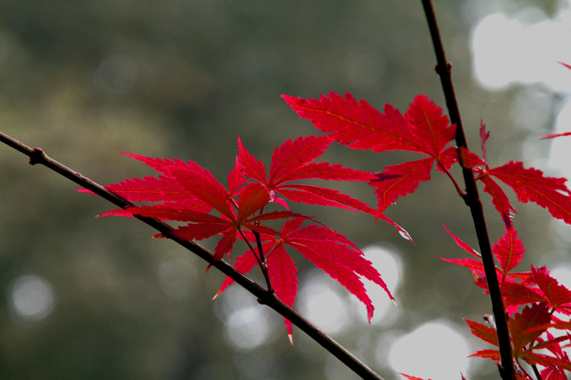 _MG_5017 2.jpg