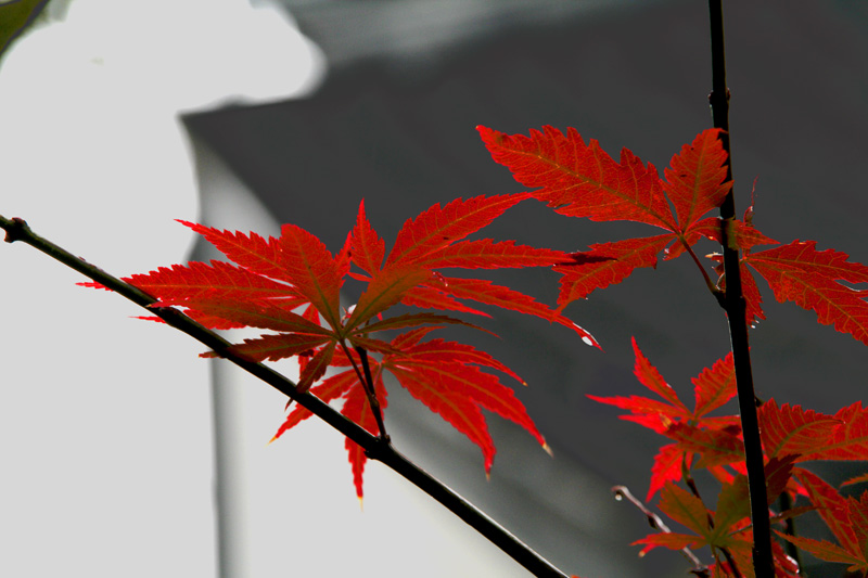 _MG_5018 2.jpg