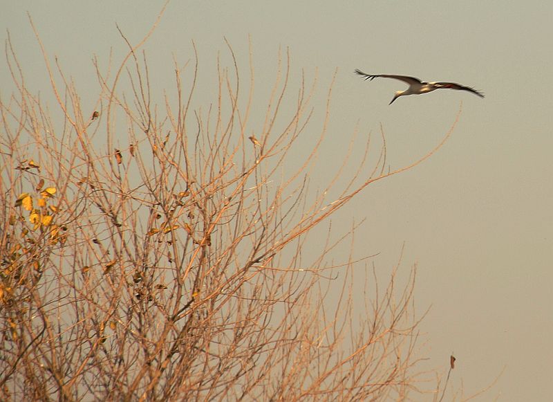 IMG_5150a.jpg