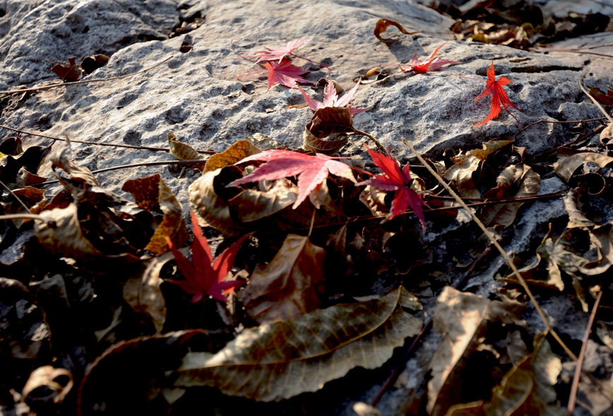 DSC_4270.JPG