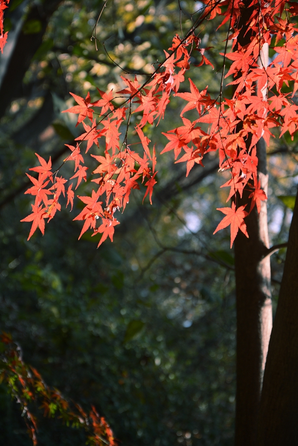 DSC_4375.JPG