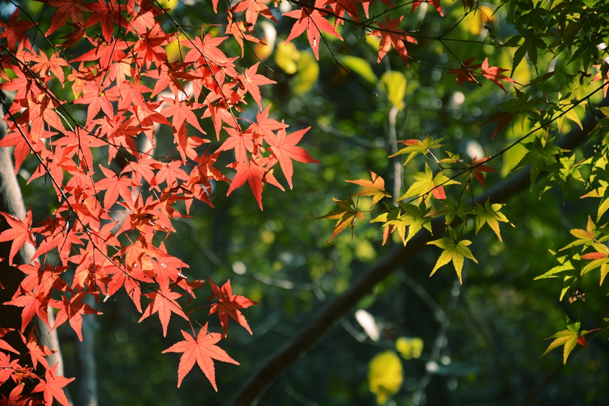 DSC_4380.JPG