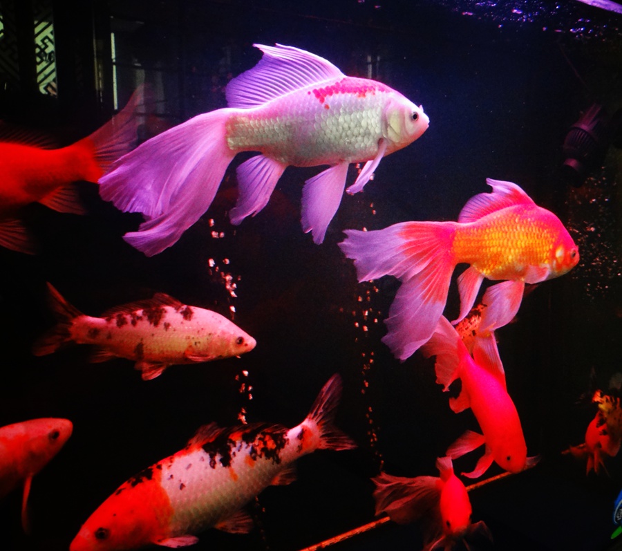 DSC00965_副本.jpg