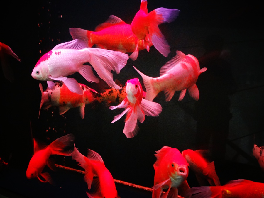 DSC00979_副本.jpg