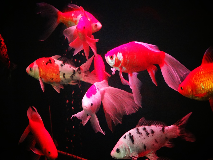 DSC00987_副本.jpg
