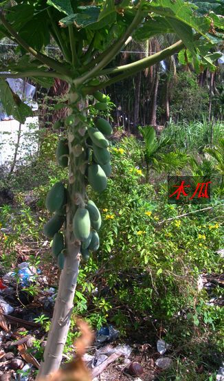 木瓜树.jpg