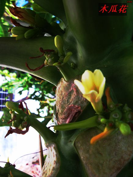 木瓜花.jpg