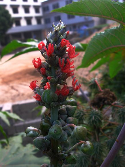 海南奇花.jpg