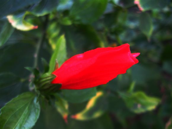 海南奇花18.jpg