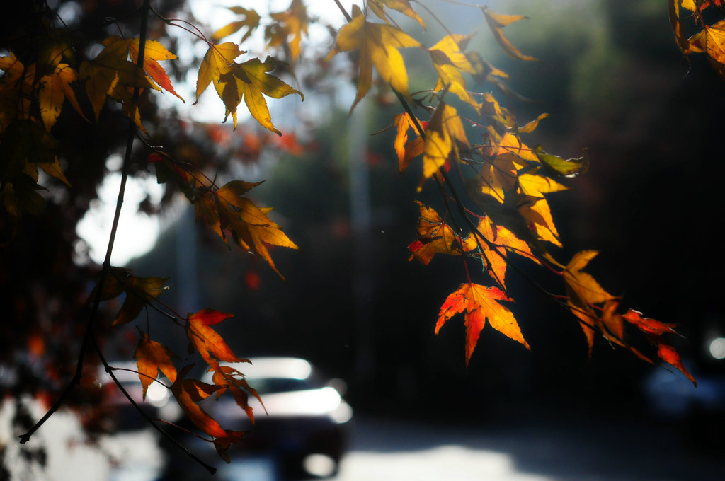 DSC_0860_副本.JPG