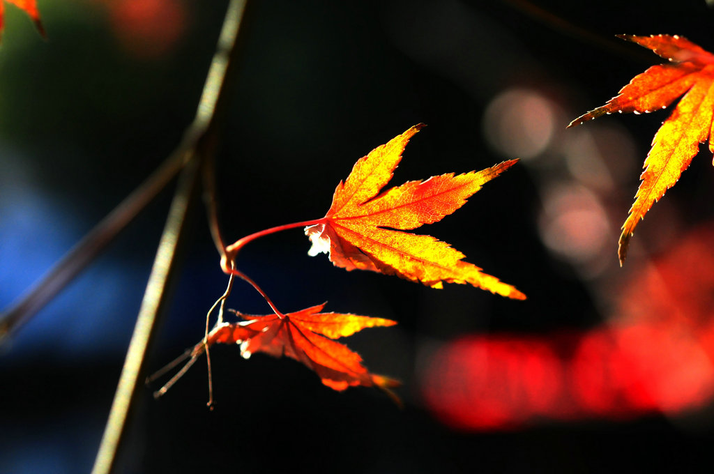 DSC_0883_副本.JPG