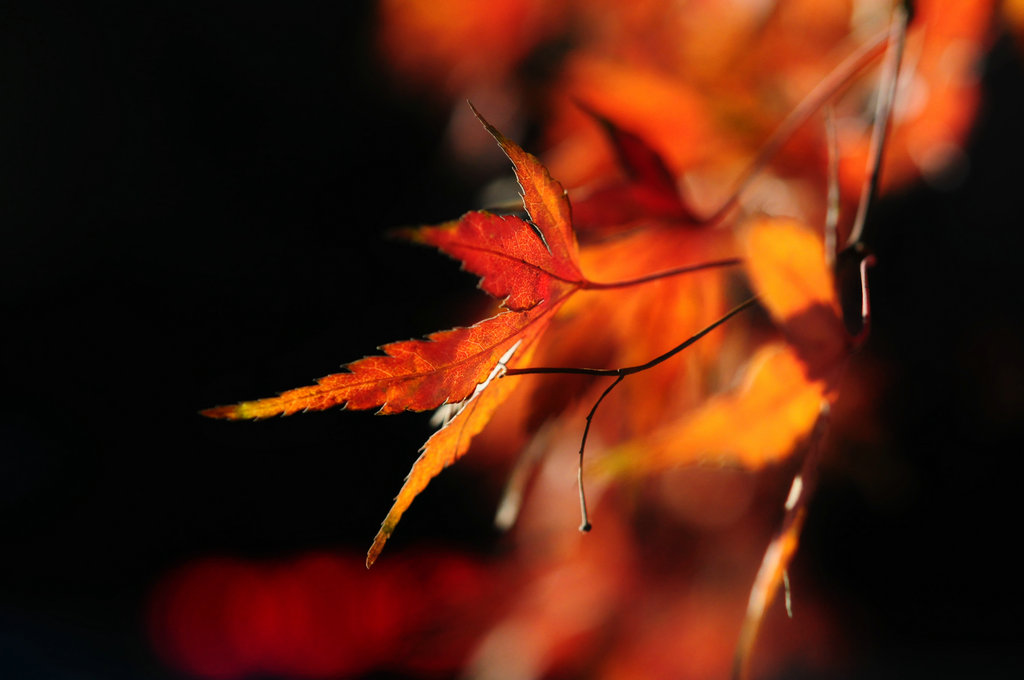 DSC_0884_副本.JPG