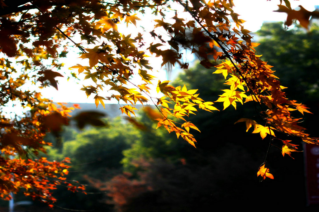 DSC_0880_副本1_副本.JPG
