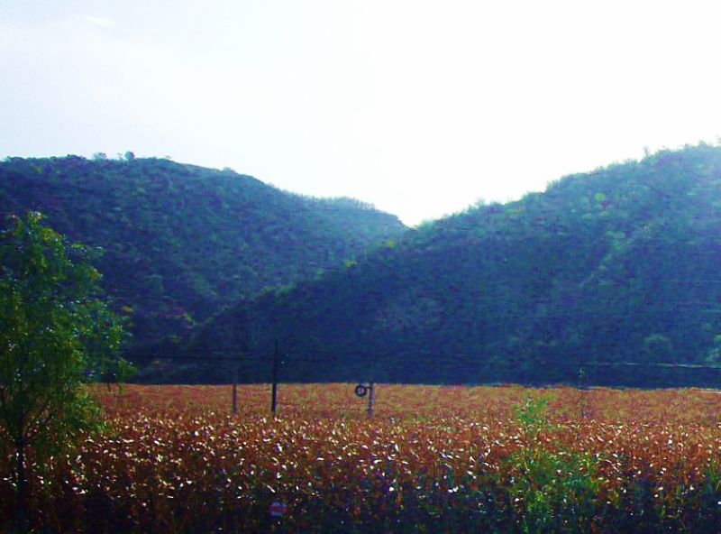 P1700944c.jpg