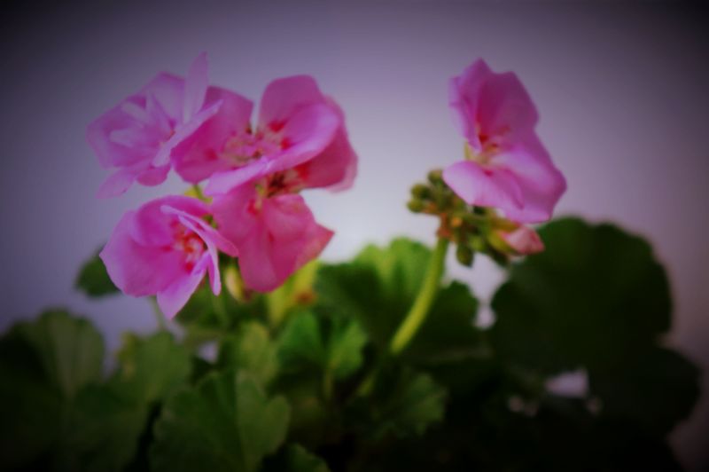 DSC07327.JPG