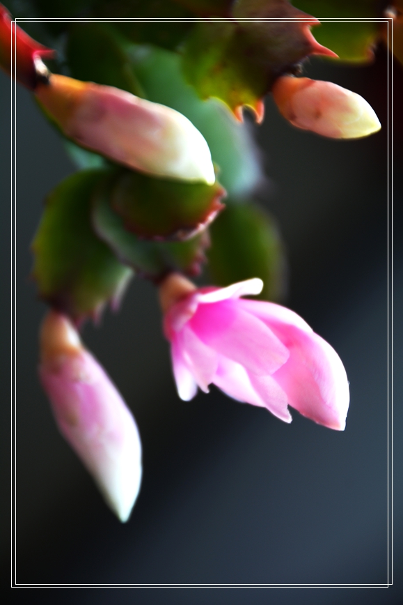 DSC_1121.JPG