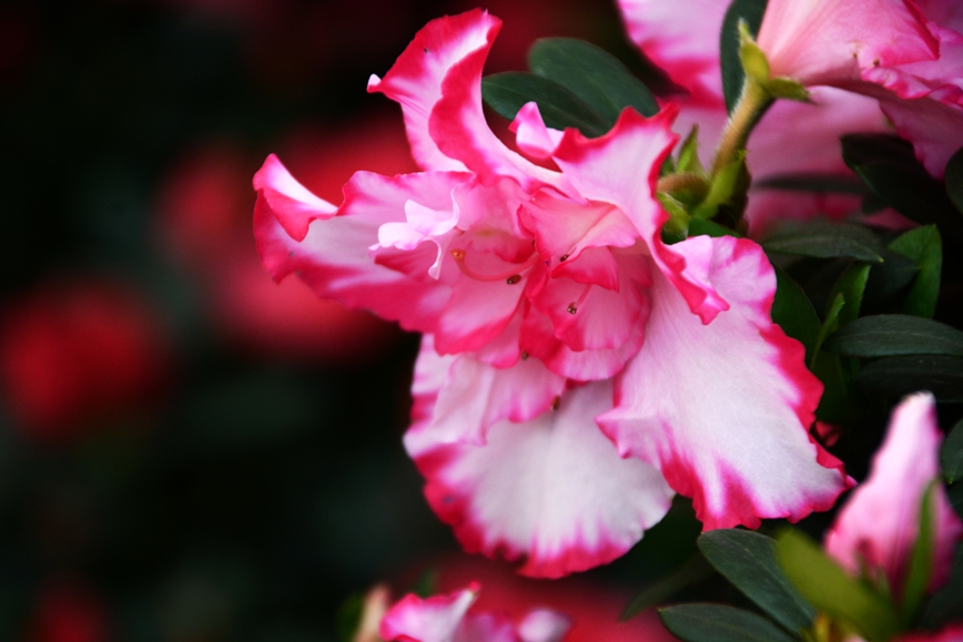 DSC_1351.JPG