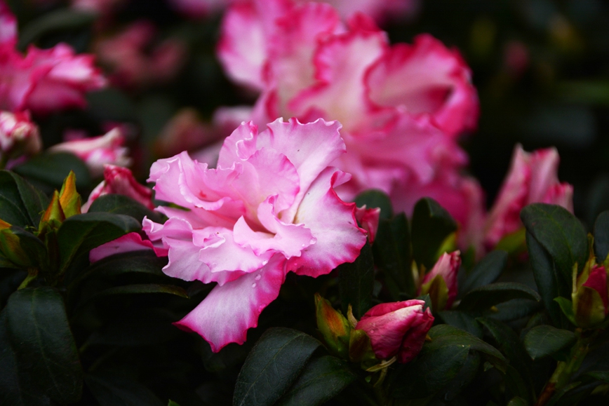 DSC_1230.JPG