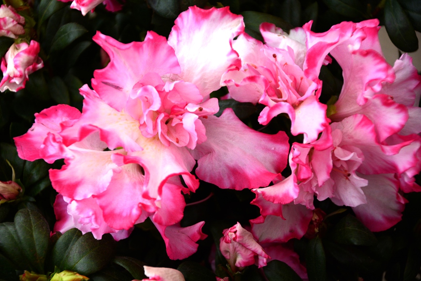 DSC_1231.JPG